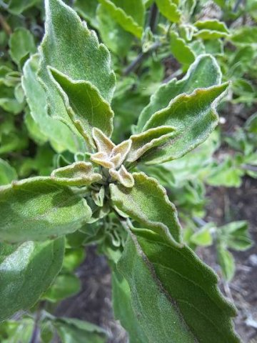 Syncolostemon rotundifolius young stem-tip